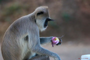 Sri Lanka_S_-157