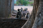 Sri Lanka_S_-158