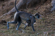 Sri Lanka_S_-159