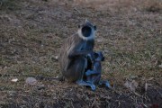 Sri Lanka_S_-161