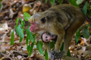 Sri Lanka_S_-215
