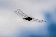 Sri Lanka_S_-232
