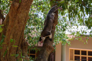 Sri Lanka_S_-252