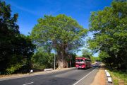 Sri Lanka_S_-264