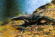 Sri Lanka_S_-344