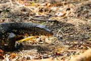 Sri Lanka_S_-348