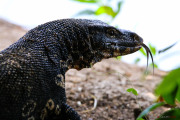 Sri Lanka_S_-349