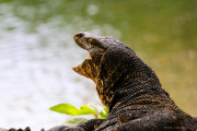 Sri Lanka_S_-350