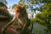 Sri Lanka_S_-385