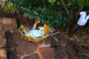 Sri Lanka_S_-388