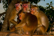 Sri Lanka_S_-415