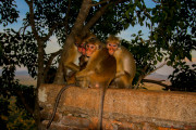 Sri Lanka_S_-416