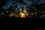 Sri Lanka_S_-426