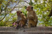 Sri Lanka_S_-453