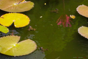 Sri Lanka_S_-480