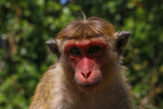 Sri Lanka_S_-505