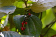 Sri Lanka_S_-531