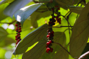 Sri Lanka_S_-532