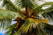 Sri Lanka_S_-541