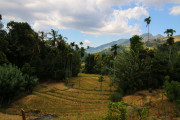 Sri Lanka_S_-553