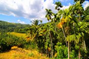 Sri Lanka_S_-565