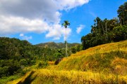 Sri Lanka_S_-567