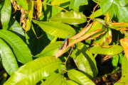 Sri Lanka_S_-601