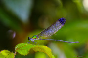 Sri Lanka_S_-605