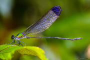 Sri Lanka_S_-606