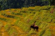 Sri Lanka_S_-607