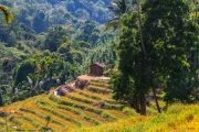 Sri Lanka_S_-609