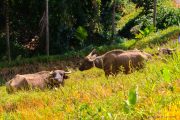 Sri Lanka_S_-610