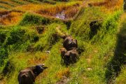 Sri Lanka_S_-612