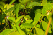 Sri Lanka_S_-627