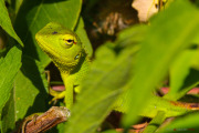 Sri Lanka_S_-628