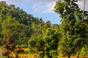 Sri Lanka_S_-631