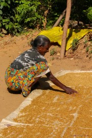 Sri Lanka_S_-633