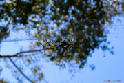 Sri Lanka_S_-730