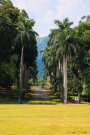 Sri Lanka_S_-733