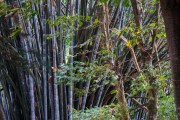 Sri Lanka_S_-734