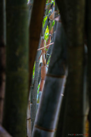 Sri Lanka_S_-735