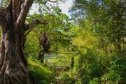 Sri Lanka_S_-80