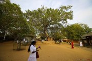 Sri Lanka_S_-96