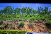 Sri Lanka_S_-977
