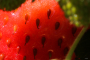 CVO_Fraise_140517