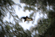 Super_Ecureuil_190115
