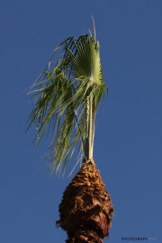 Californie_Palmier_1