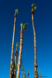 Californie_Palmier_2