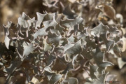 Californie_death valley_Atriplex hymenelytra