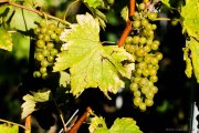 Vigne_1_140908